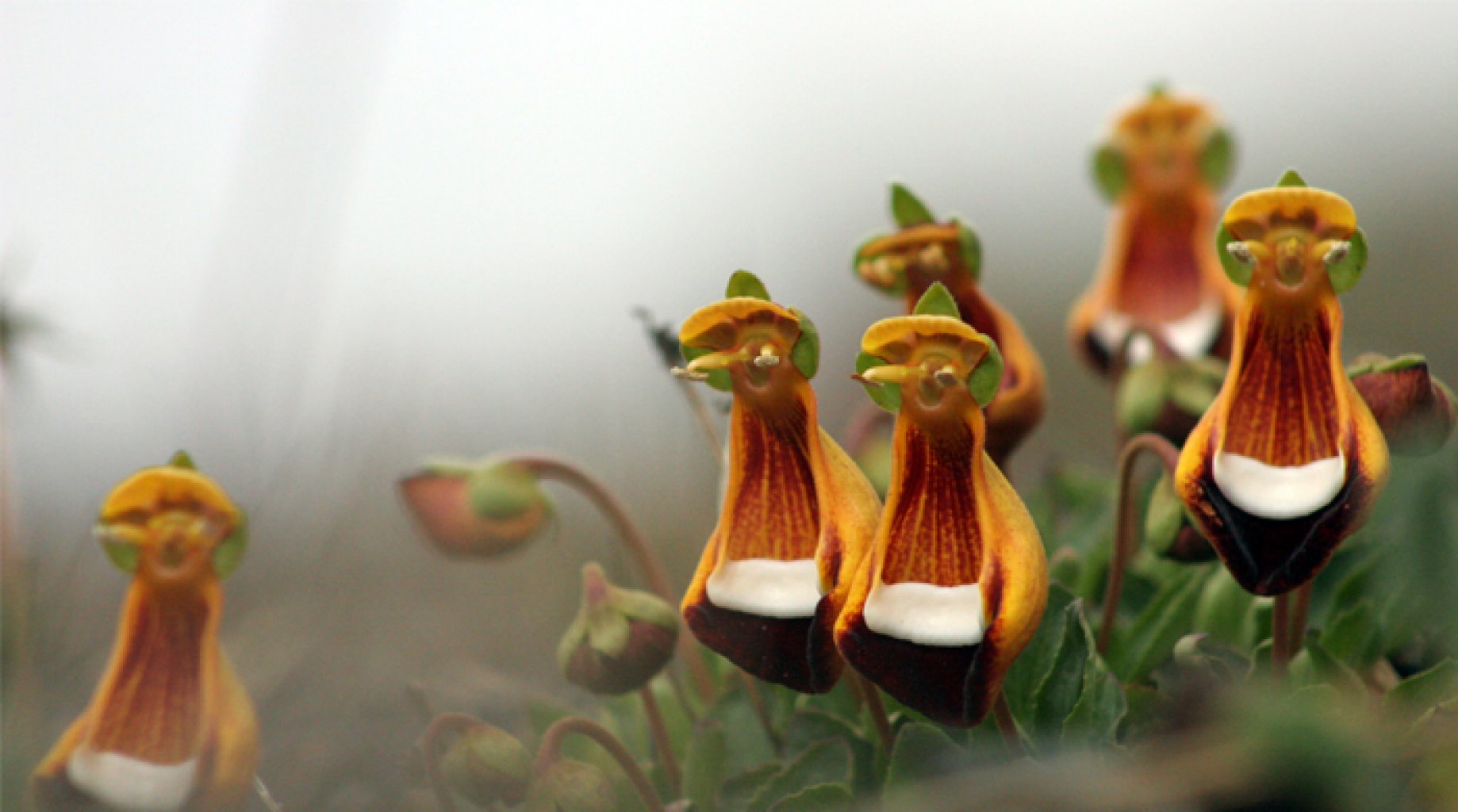 Calceolaria uniflora. Zdroj: itorresdelpaine.com