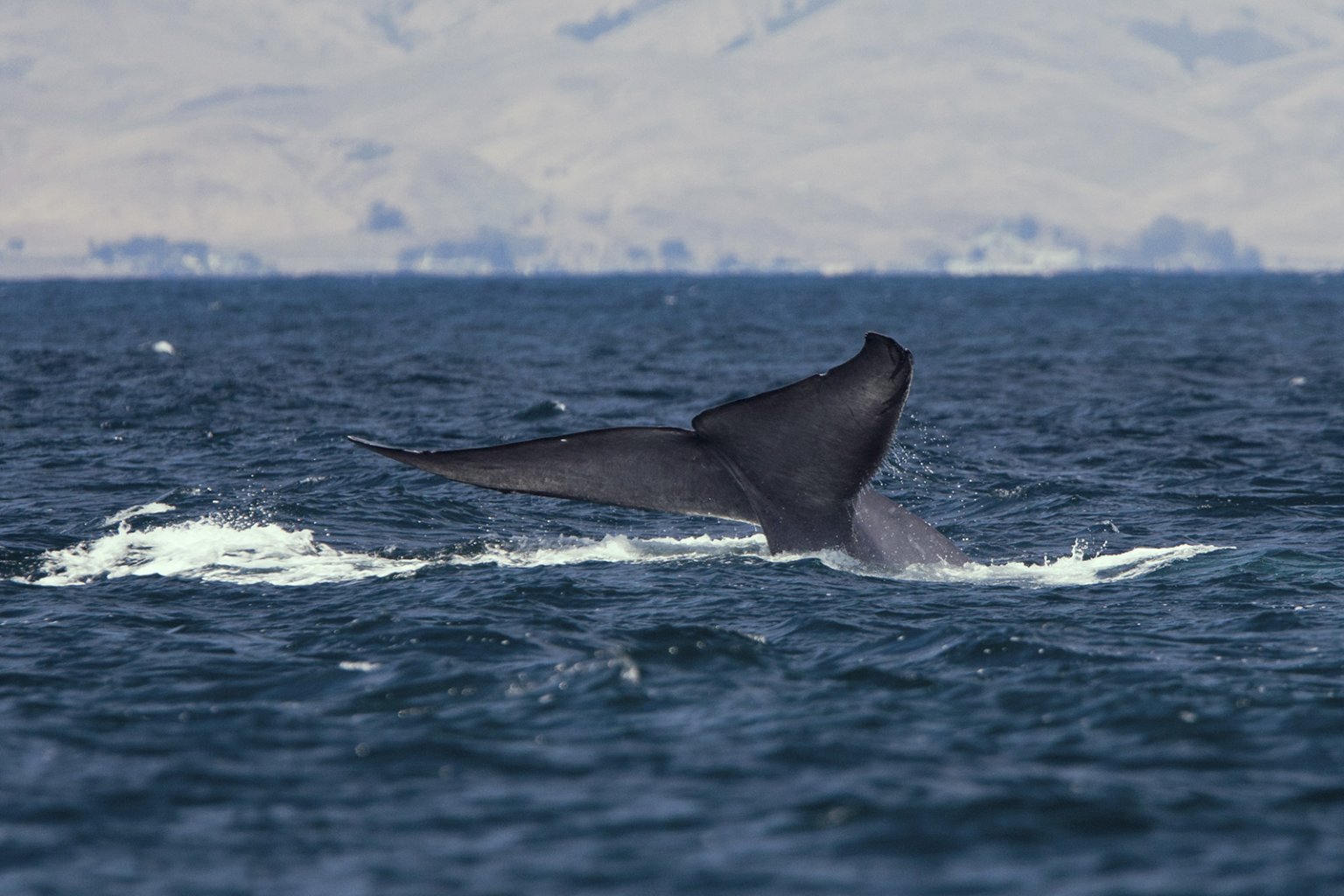 Vráskavec obrovský pri islandských brehoch;     Foto: wikimedia.org