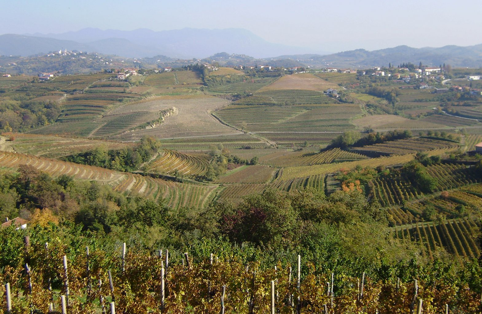 Vinárska oblasť Goriška brda, ktorá je jednou z najznámejších oblastí Primorska;     Foto: wikimedia.org