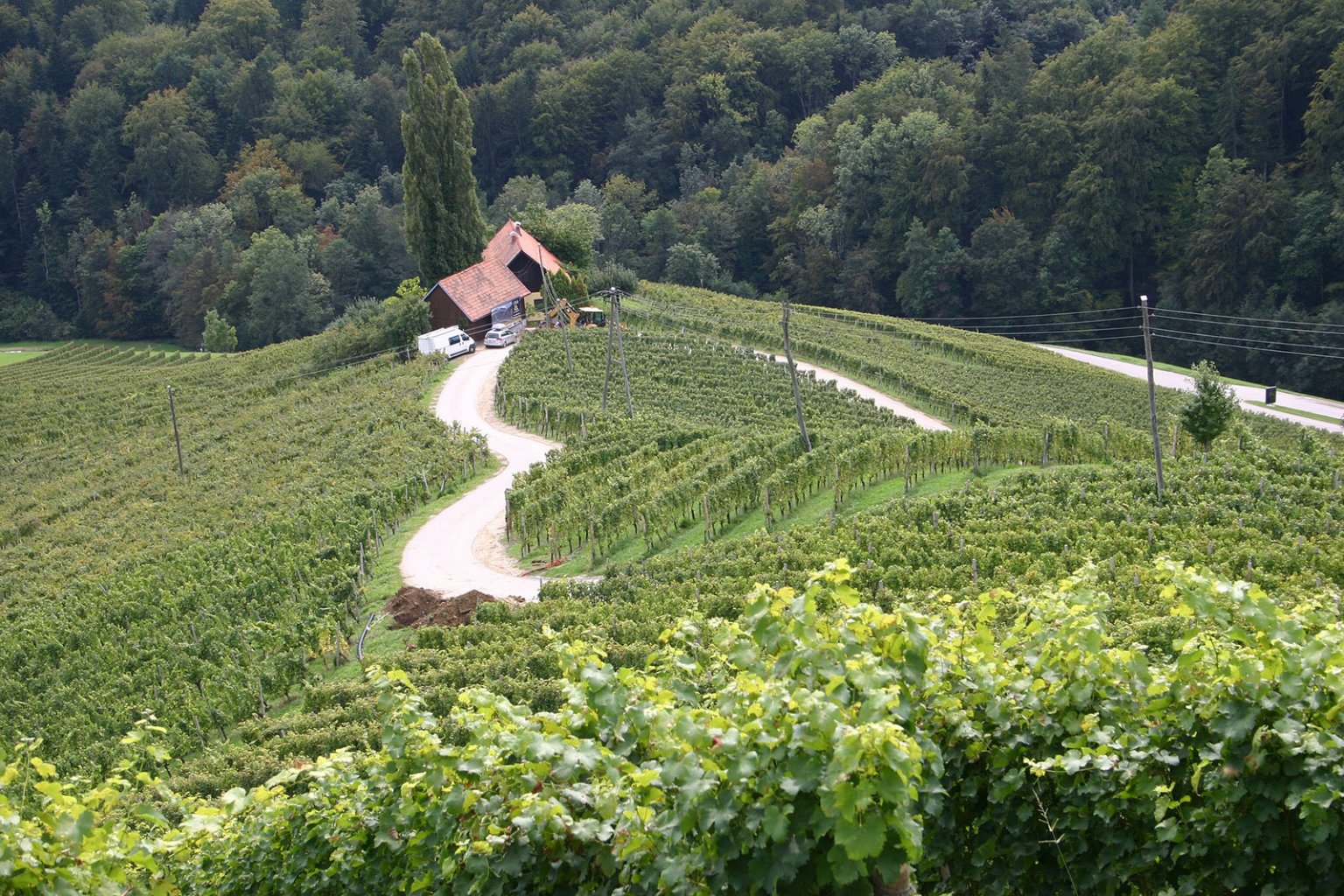 Známa cesta Špičnik, ktorá medzi vinicami vytvára tvar srdca;     Foto: pixabay.com 