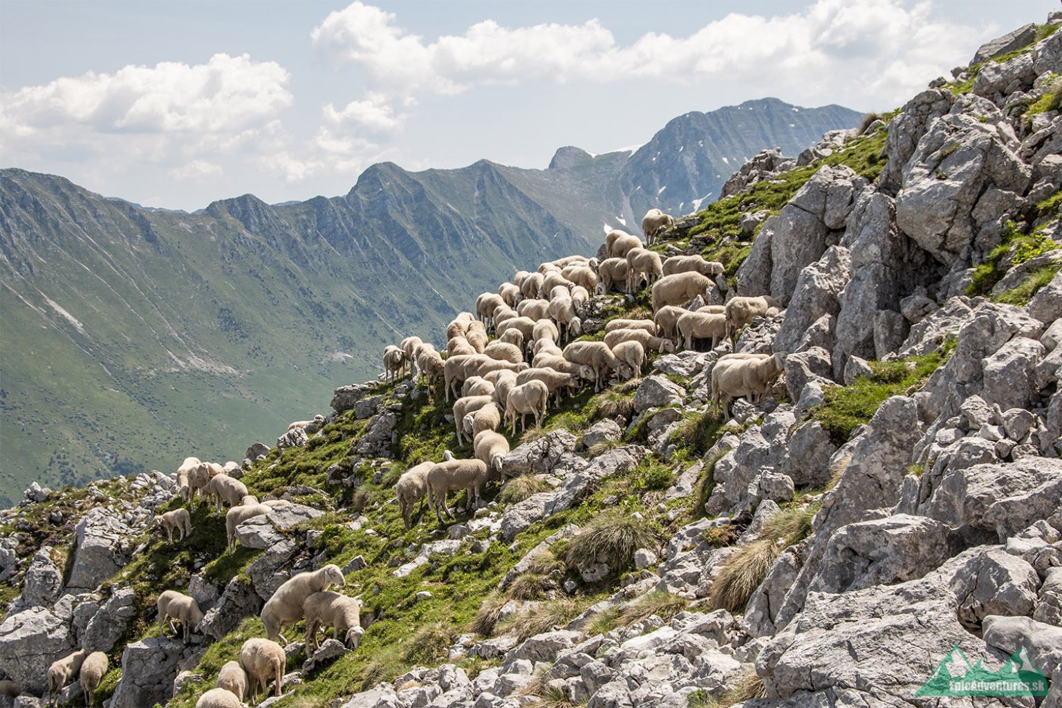 Ovce sa dostanú naozaj všade; Foto:epicadventures.sk