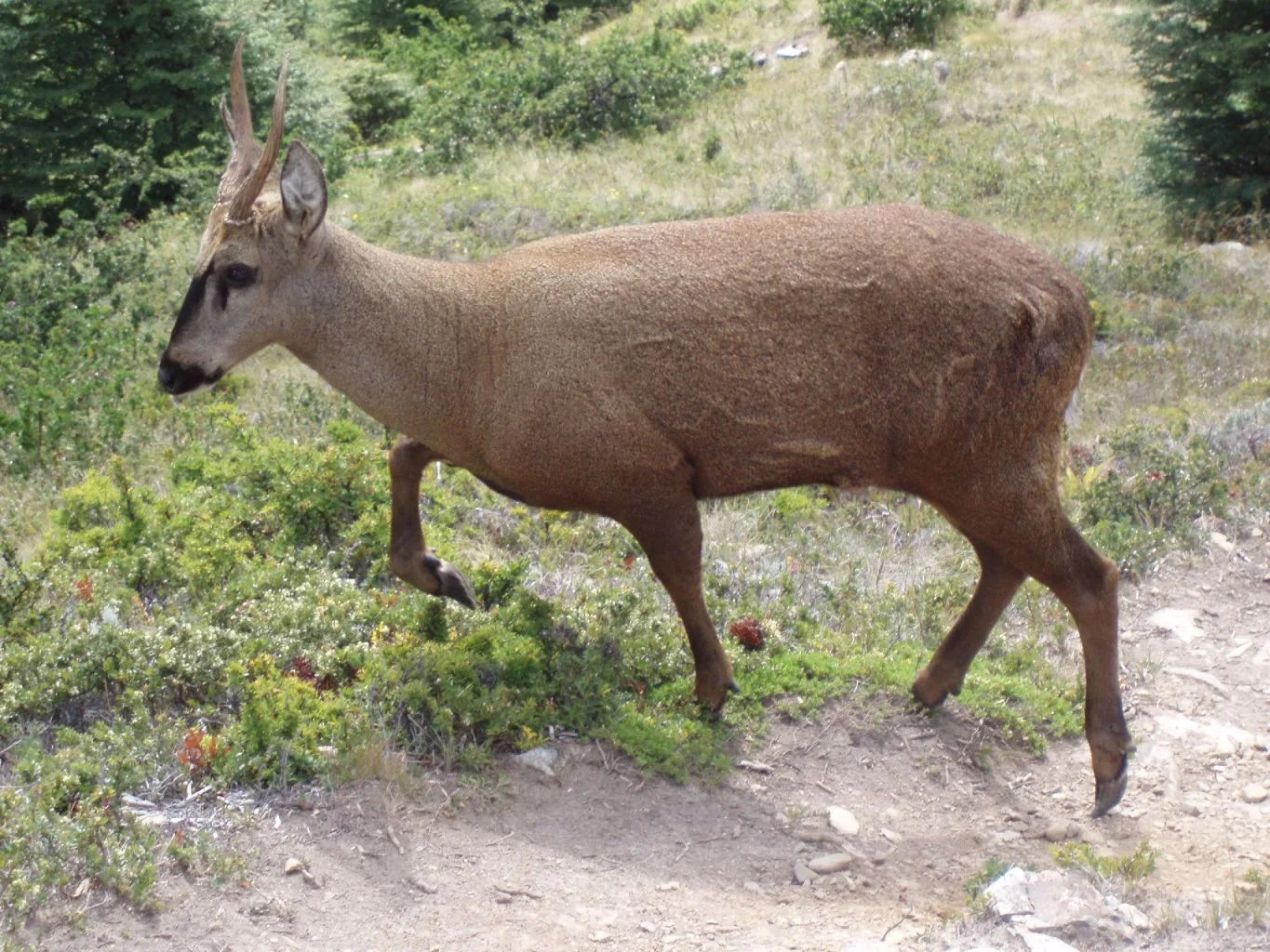 Huemul