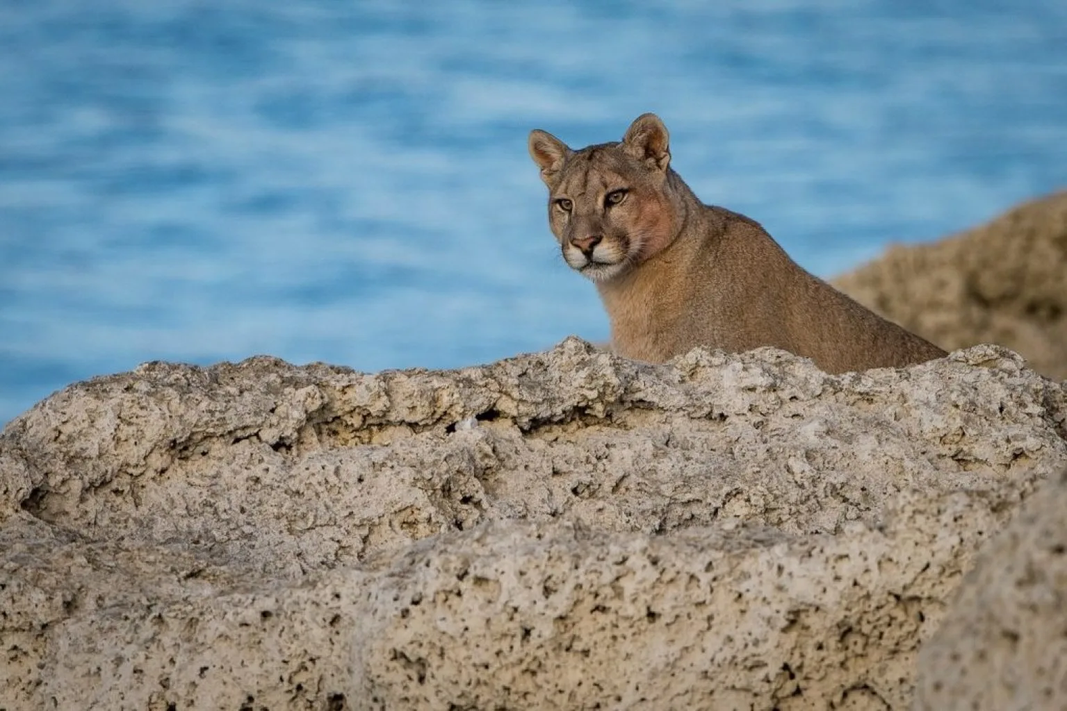 Torres del Paine, Puma