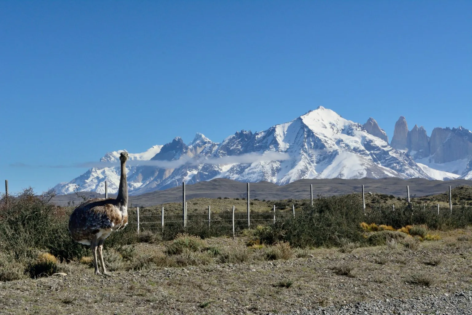 Torres del Paine, Nandu Darwinov