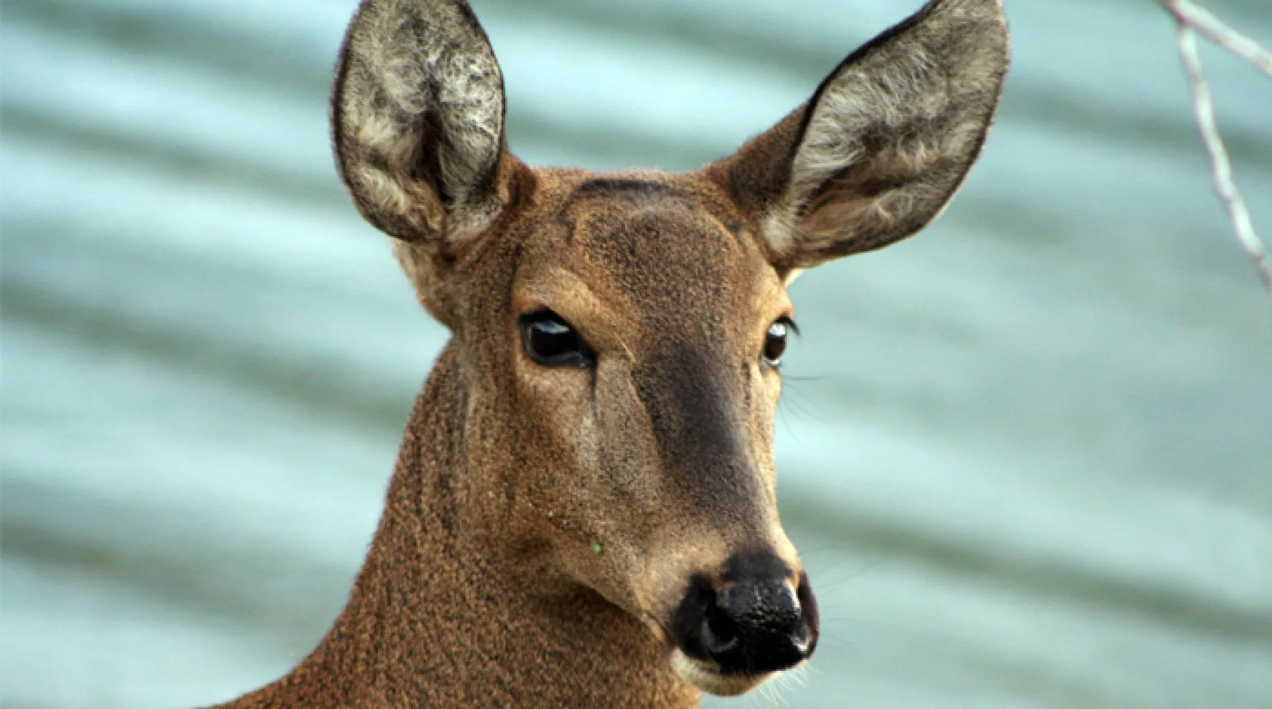 Huemul
