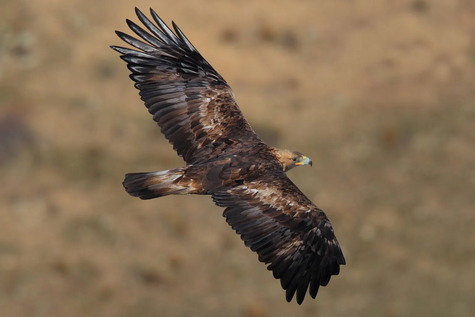 Sierra de Gredos, Golden eagle