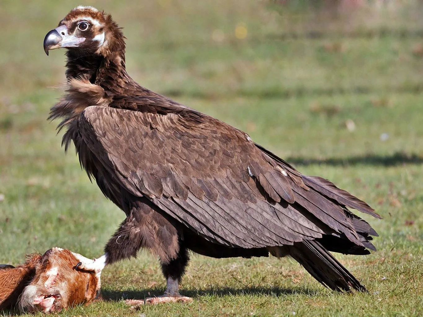 Cinereous vulture