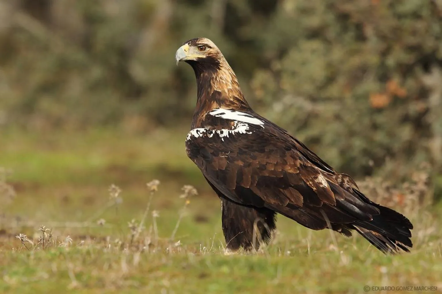Sierra de Gredos, Golden eagle