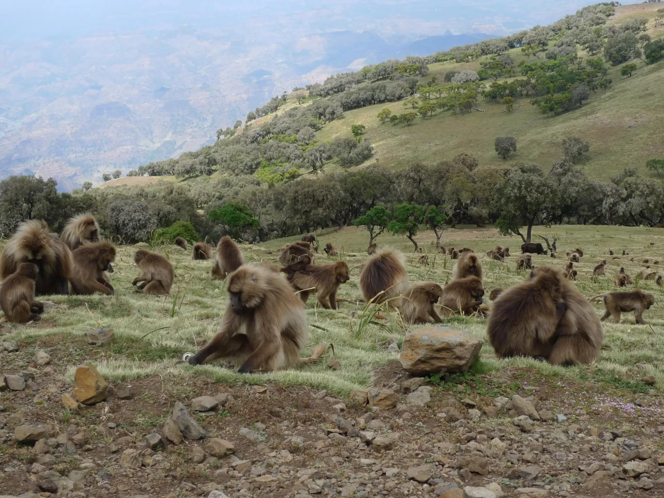Simien Mountains National Park