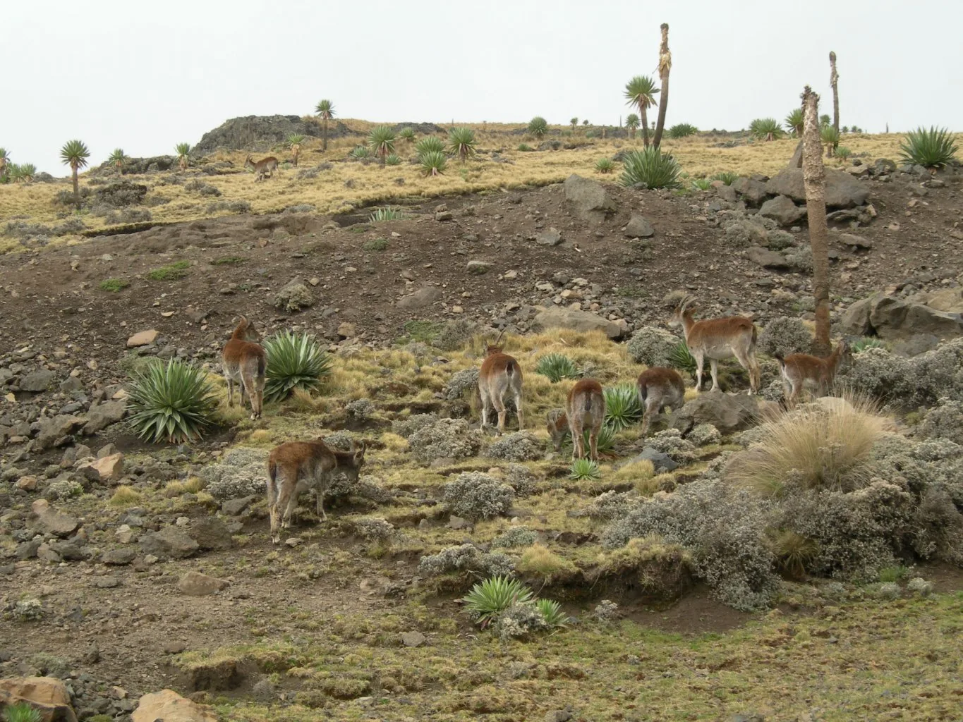 Simien Mountains National Park