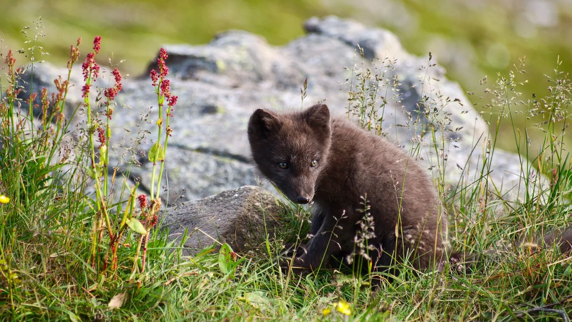 V rezervácii žije množstvo polárnych líšok; Foto Shy od Rob Oo (flickr.com) 